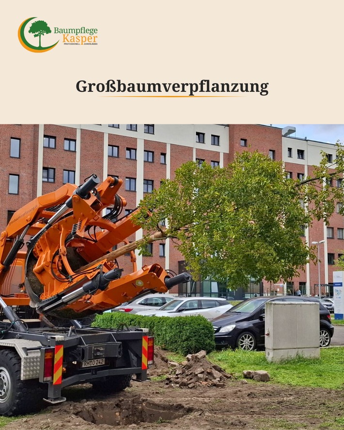 Erhalt statt Entfernung: Bäume an neue Standorte versetzen