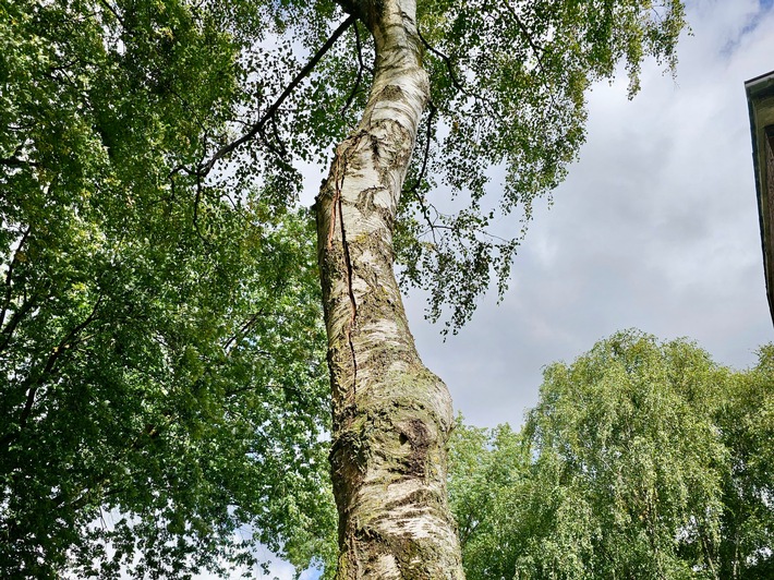 FW Hünxe: Gefahr durch gespaltenen Baum - Feuerwehreinsatz in Bruckhausen