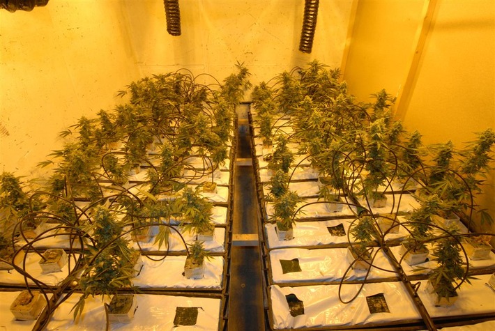 BKA: Staatsanwaltschaft Kleve und Bundeskriminalamt teilen mit: Erfolgreicher Schlag gegen Rauschgifthändler - Cannabis-Indoorplantagen ausgehoben