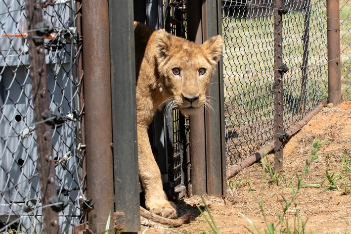Gerettete Löwen aus dem Sudan finden neues Zuhause in Südafrika