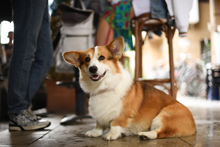 Fellnasen-Auszeit: die besten Städte in Europa für Reisen mit Hund
