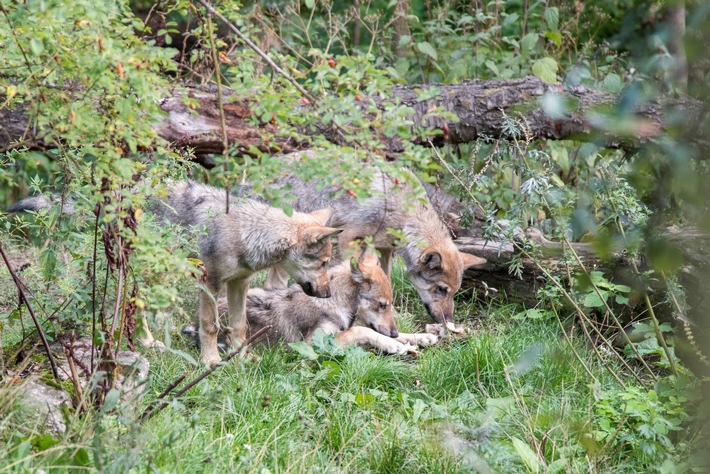 Weidetierhalter hängen beim Thema „Wolf“ aufgrund politischer Versäumnisse in der Luft