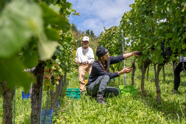 Presse-Feature: Erntedank im Weinberg