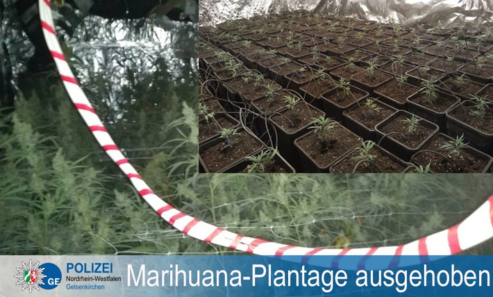 POL-GE: Professionelle Marihuana-Plantage ausgehoben