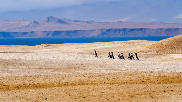 &quot;Wildes Mexiko&quot; und &quot;Wildes Peru&quot; - 3sat taucht in zwei Dokureihen in faszinierende Tierwelten ein