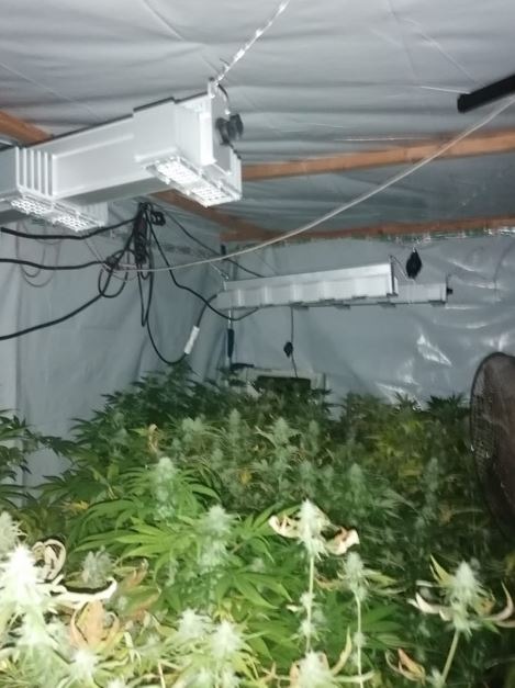 POL-LG: ++ Ermittler &quot;heben&quot; professionelle Indoor-Plantage aus ++ Pflanzen, Haschisch und Kokain sichergestellt ++ Ermittlungen dauern an ++