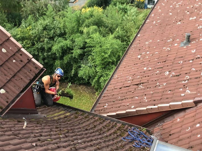 Hamburg startet in den Frühling: Arbeiten von den Bäumen bis zum Dach