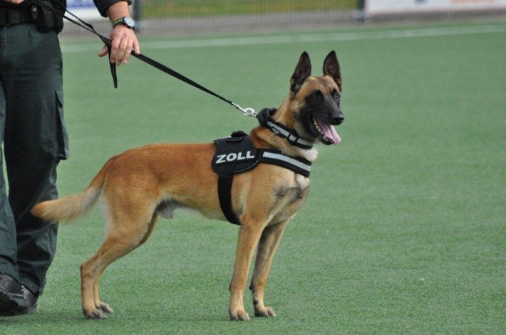 Zollhunde im Test/Leistungsüberprüfung für Zollhunde in Pirna
