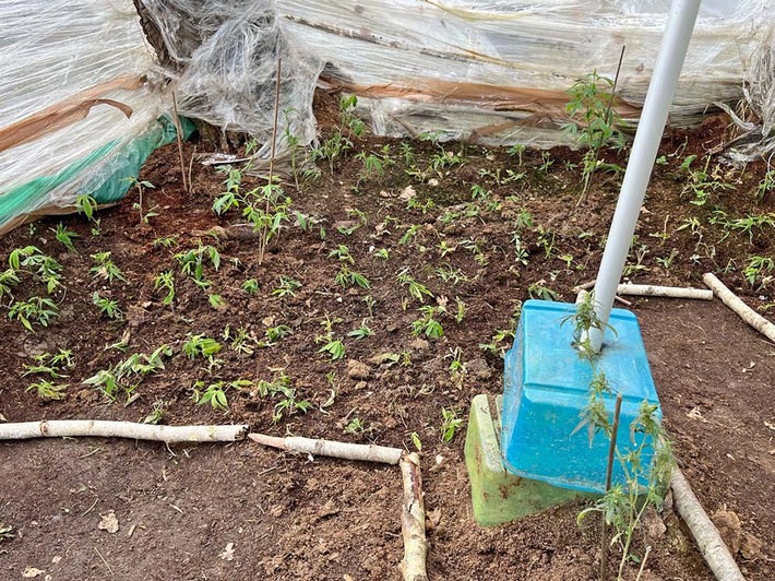 POL-REK: 260326-1: Cannabisplantage in Waldgebiet gefunden - Zeugensuche