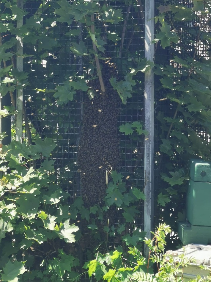 BPOL NRW: Verirrte Bienen lösen Polizeieinsatz am Bahnhof Siegen aus