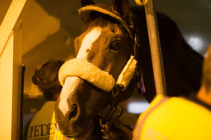 Que les Jeux commencent ! Les premiers chevaux olympiques sont arrivés à Rio de Janeiro !