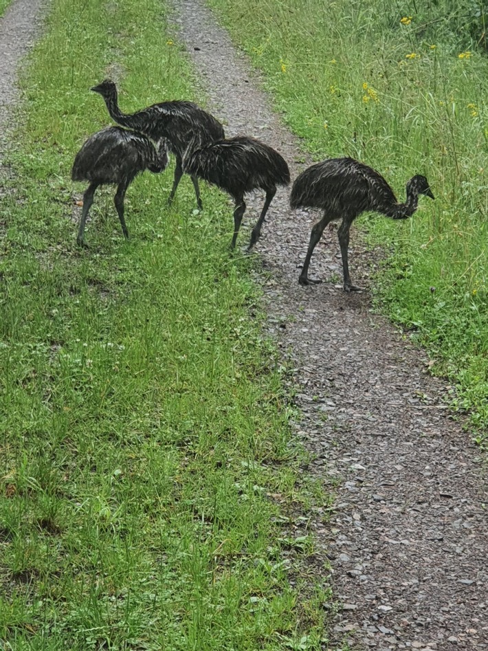 POL-PDNW: (Haßloch) Vermisst jemand vier Emus?