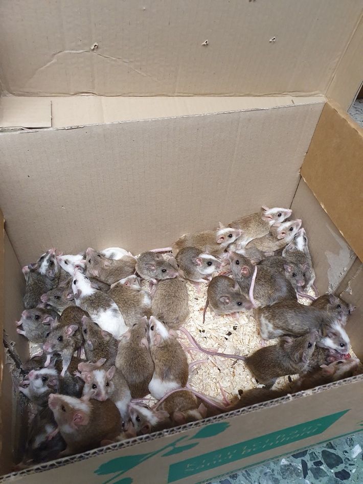 POL-MK: Was rappelt im Karton? Vier Ratten und 35 Mäuse ausgesetzt
