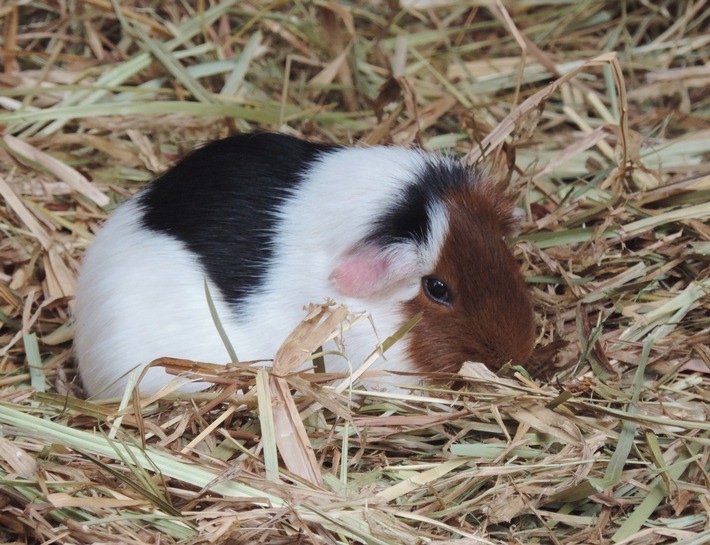 A Noël, les animaux de compagnie ne doivent pas être l