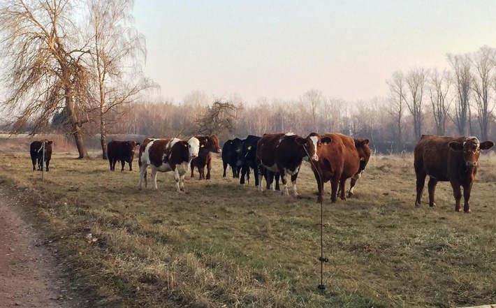POL-PDNW: (Neustadt) Bullen und andere Kühe