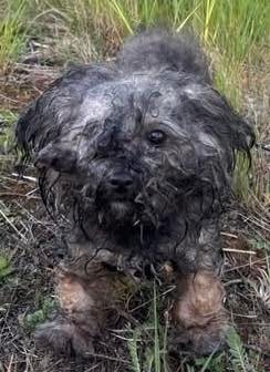 POL-PIWFB: Hund bei Thaleischweiler ausgesetzt