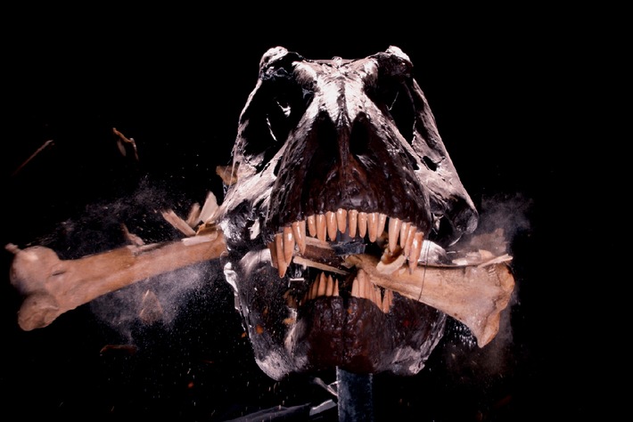 Neue Methoden der Saurierforschung / War T.rex ein Aasfreser?