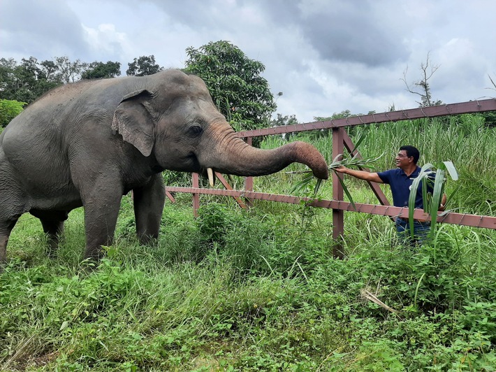 QUATRE PATTES rend visite à l’ancien «éléphant le plus solitaire du monde»