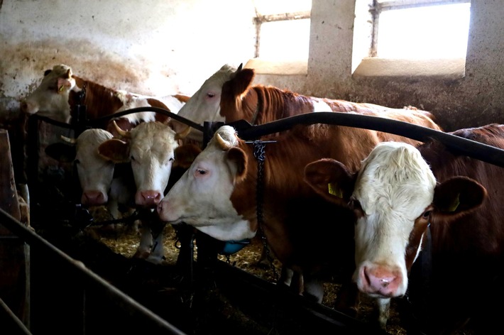 Molkerei Hohenlohe Zulieferbetrieb hält Kühe ein ganzes Leben an der Kette - ANINOVA deckt Tierquälerei auf - Staatsanwaltschaft Heilbronn nimmt Ermittlungen auf