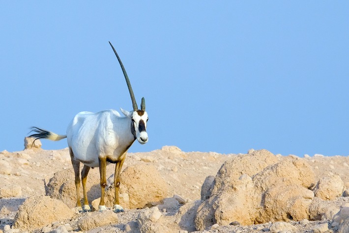 3sat-Doku: &quot;Insel der weißen Antilope - Abu Dhabis Naturoase&quot; / Doku über Arten- und Naturschutz