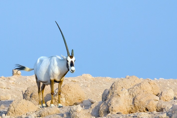 3sat-Doku: "Insel der weißen Antilope - Abu Dhabis Naturoase" / Doku über Arten- und Naturschutz