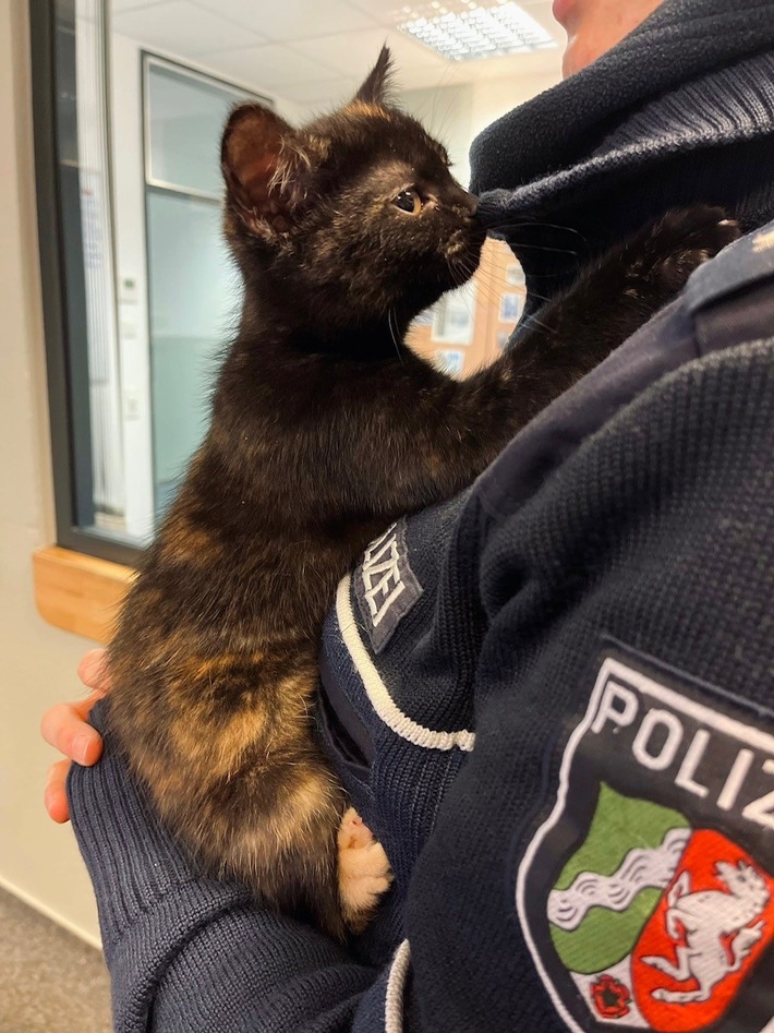 POL-HA: Katze in Altenhagen ausgesetzt - Jugendlicher findet Tier in Hauseingang