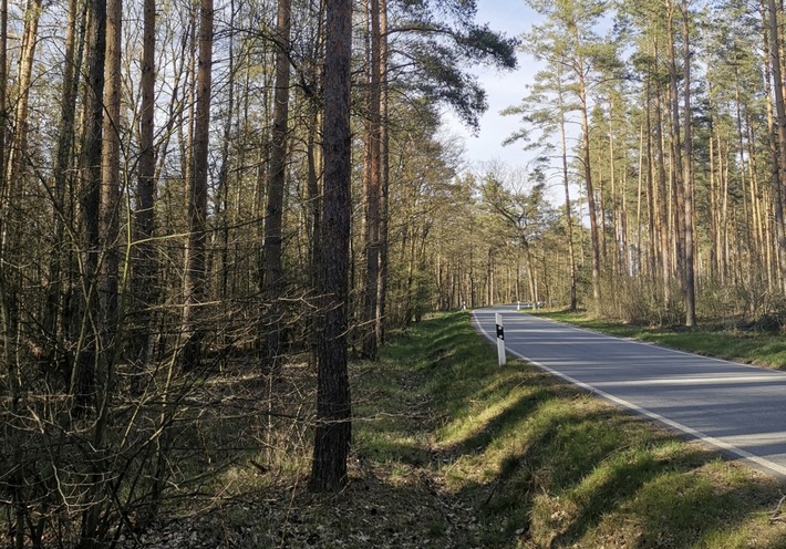 DBU: Verkehrsbeeinträchtigungen durch Waldarbeiten auf der DBU-Naturerbefläche Daubaner Wald