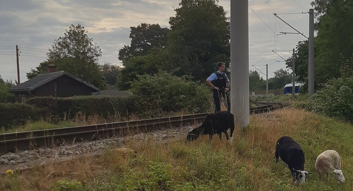 BPOL-HB: Schafe von Bahnstrecke gerettet: Schäfer gesucht