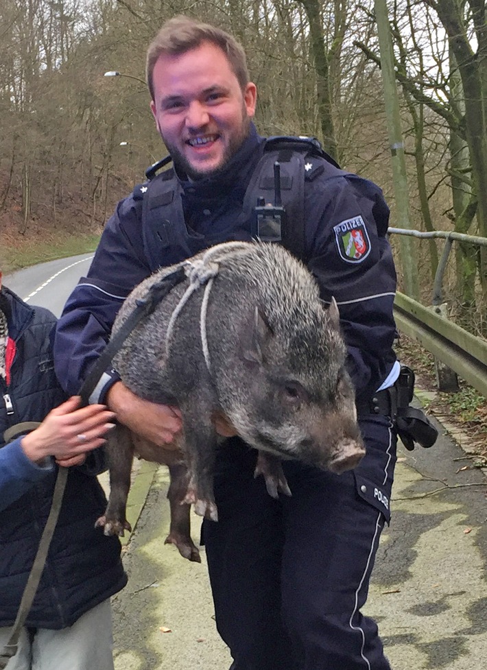 POL-MK: Schwein gehabt