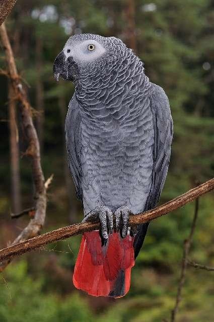 POL-GÖ: (251/2023) Sprachgenie Ricki hebt ab - Graupapagei aus Rhumspringe seit Dienstag vermisst