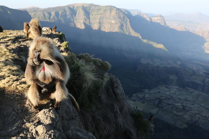 ZDF-Dokureihe "Terra X: Kielings wilde Welt" / Tierfilmer Andreas Kieling besucht die Paradiese der Welt (FOTO)