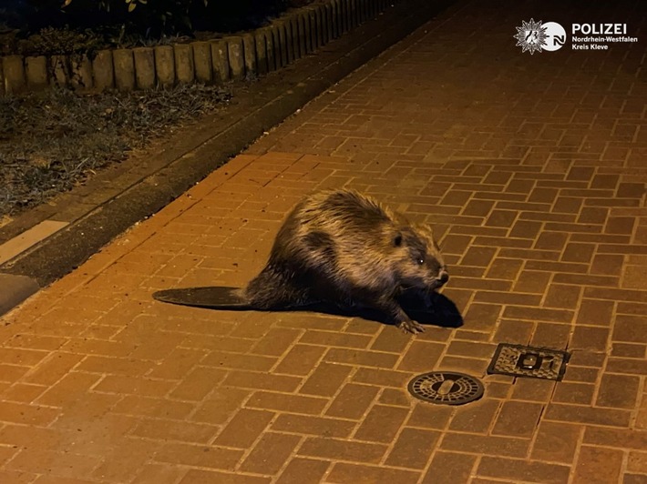 POL-KLE: Kalkar- Tierischer Einsatz/ Biber-Spaziergang am frühen Morgen