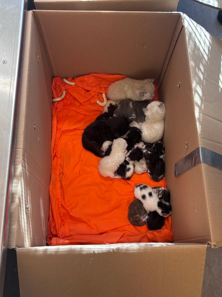 POL-HB: Nr.: 0241 --23 Katzen, zwei Kartons und viele Fragen--