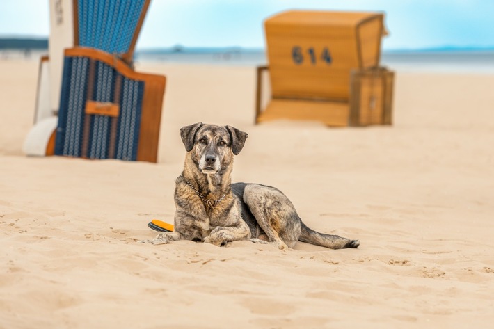 PM 77/20 Gut Klein Nienhagen an der Mecklenburgischen Ostseeküste bietet deutschlandweit erste klassifizierte hundefreundliche Ferienwohnung an