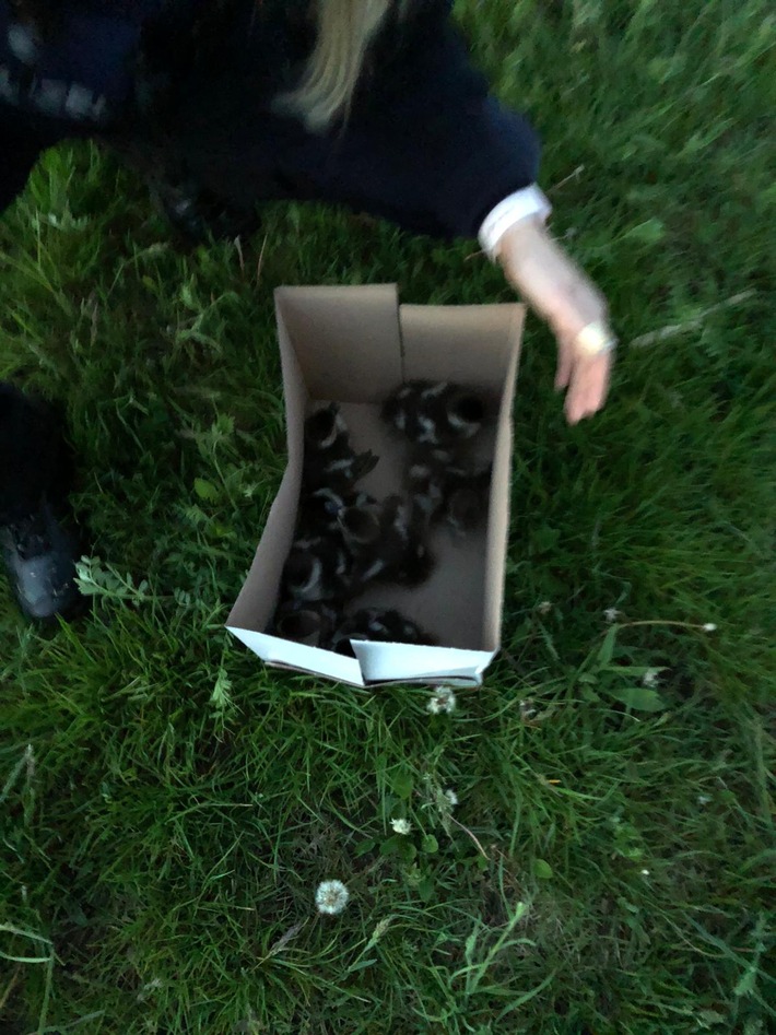 POL-PDKH: Polizei rettet acht Entenkücken und ihre Mutter von der B41