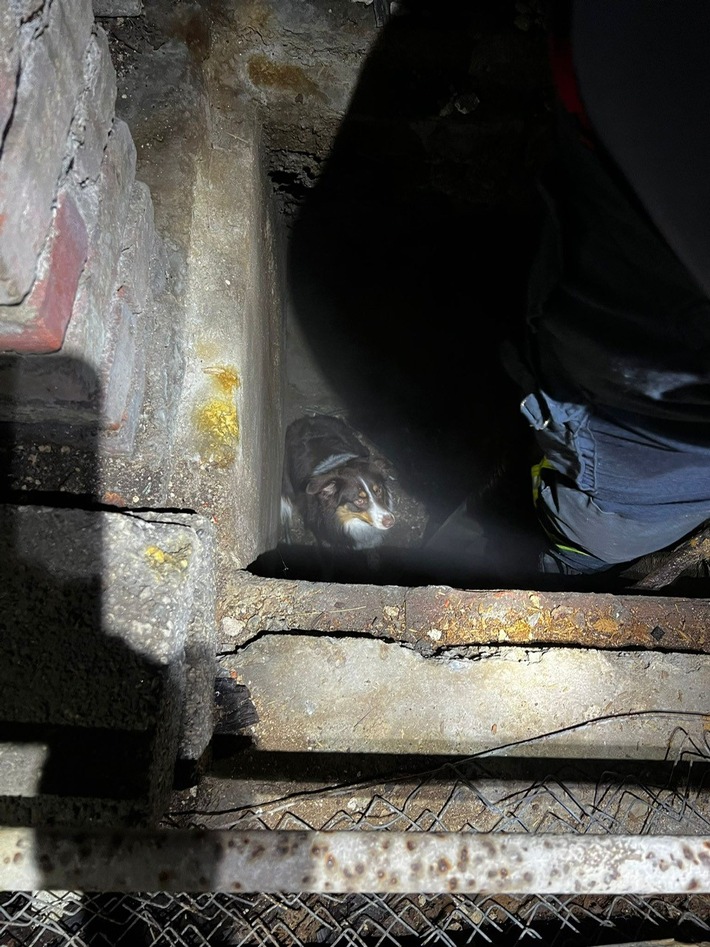POL-HA: Entlaufener Hund aus Schacht einer leerstehenden Fabrik in Eilpe geborgen