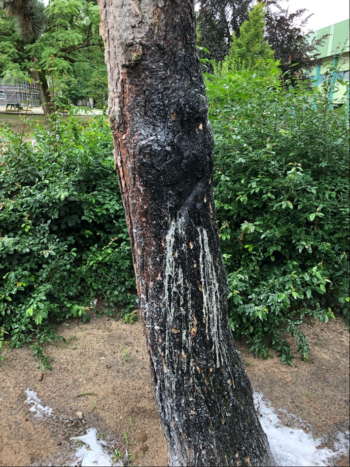 POL-ME: Baum angekokelt: Polizei ermittelt - Langenfeld - 2107089