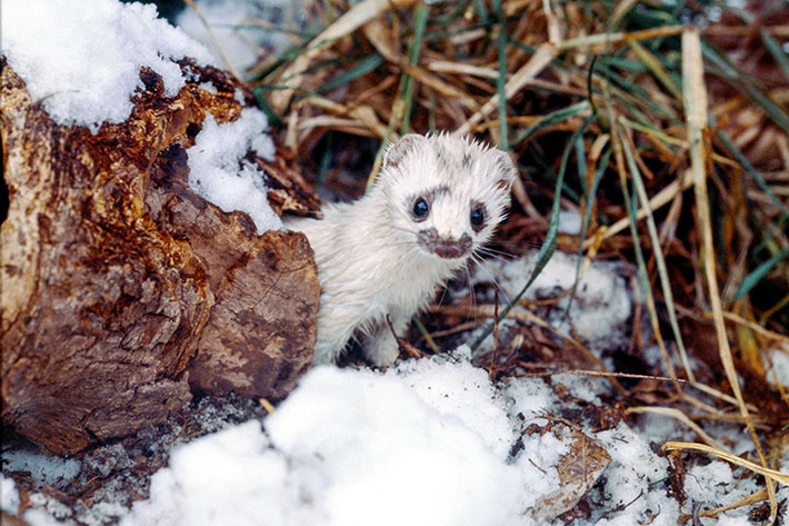 PM Tierisch durch den Winter: So unterschiedlich überstehen Wildtiere die kalte Jahreszeit