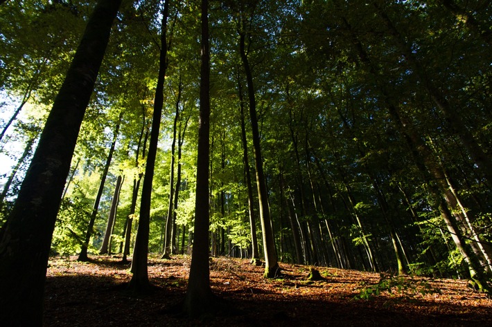 Im Wald "baden" - ein magisches Erlebnis an der Südlichen Weinstrasse