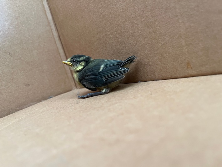 POL-UN: Unna - Polizei rettet Vogelküken und bringt es ins Nest zurück