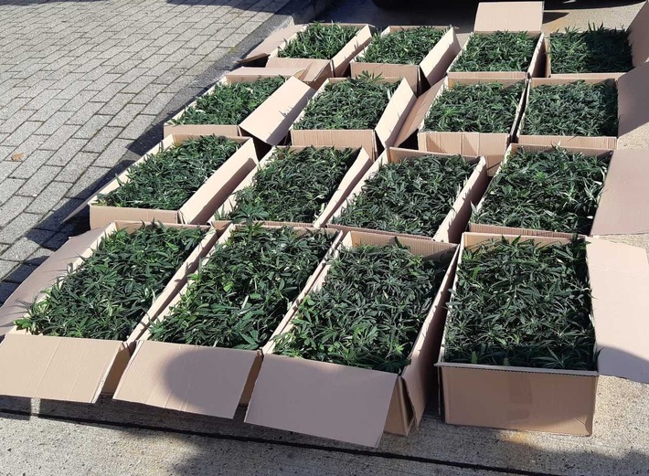 BPOL-BadBentheim: 1536 Cannabispflanzen beschlagnahmt