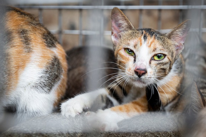 Spezialgericht &quot;Little Tiger&quot;: Der brutale Handel mit Katzenfleisch in Vietnam