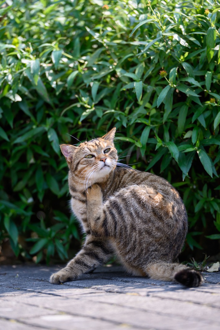 Flohstiche können bei Katzen Allergien auslösen