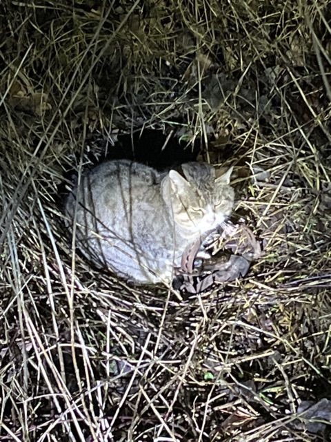 POL-HRO: Katze in Tellereisenfalle gefangen - Polizei ermittelt gegen Unbekannt