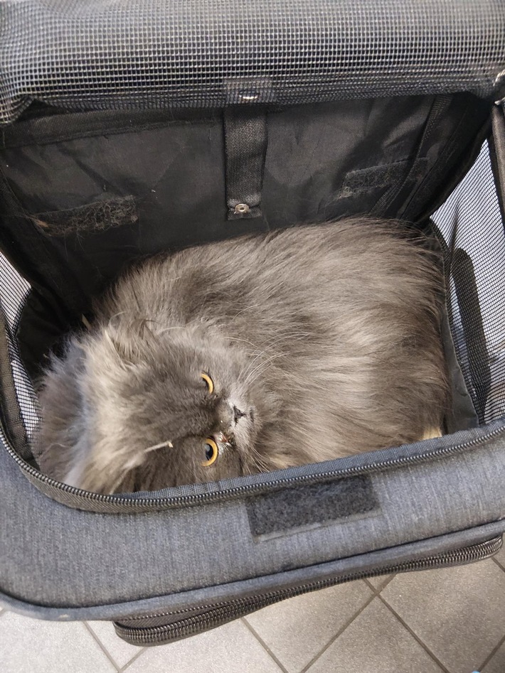 BPOL NRW: Aussetzung zweier Katzen am Bahnhof - Verursacher von Bundespolizei gestellt