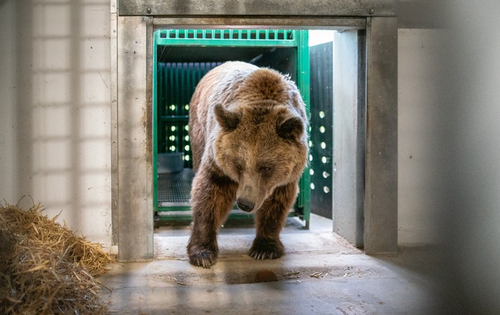 PM - Bäreneinzug im Tierschutzzentrum Weidefeld