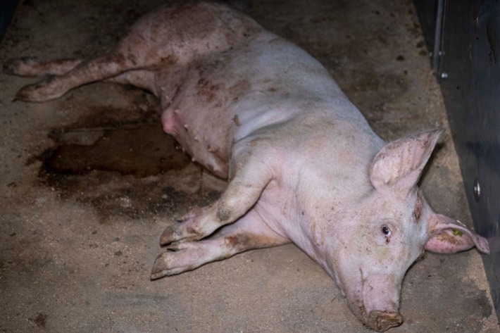 Tierquälerei im Kreis Steinfurt? - Tierschutzverein veröffentlicht grausames Videomaterial aus vier Schweinemastbetrieben