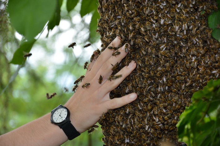 Bienenhaltung - alles andere als easy