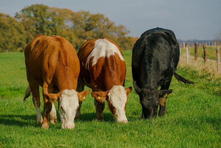 Wussten Sie schon, dass Weidemilch nicht gleich Weidemilch ist?