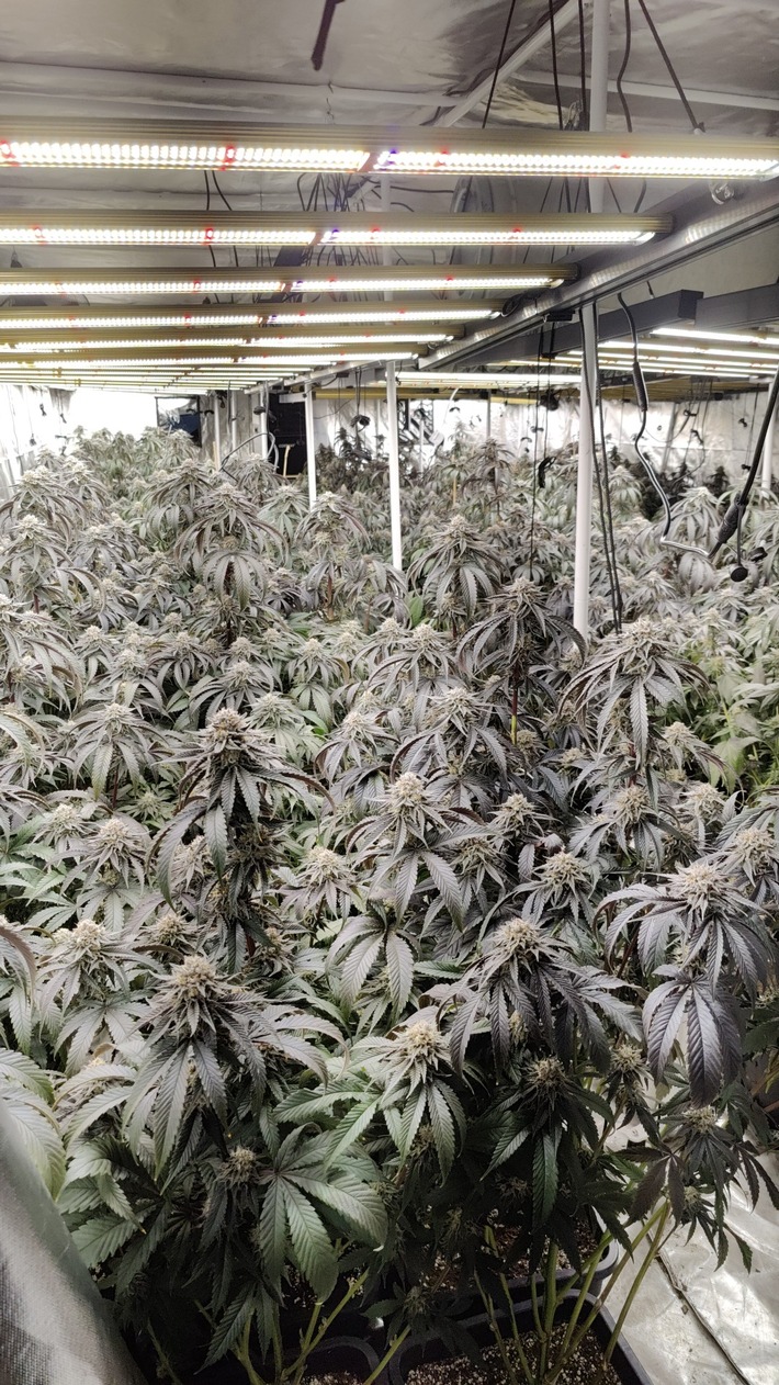 POL-H: Durchsuchungen: Polizei entdeckt in Garbsen Indoorplantage mit hunderten Cannabis-Pflanzen und beschlagnahmt größere Geldsumme in Wohnung in Laatzen
